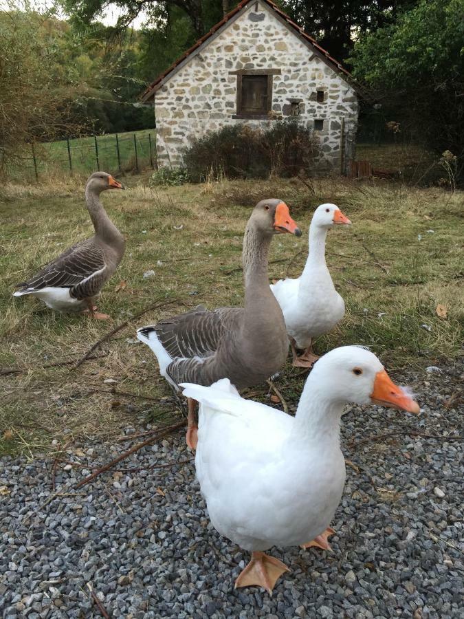 Chouetterie Saint-Dizier-Leyrenne